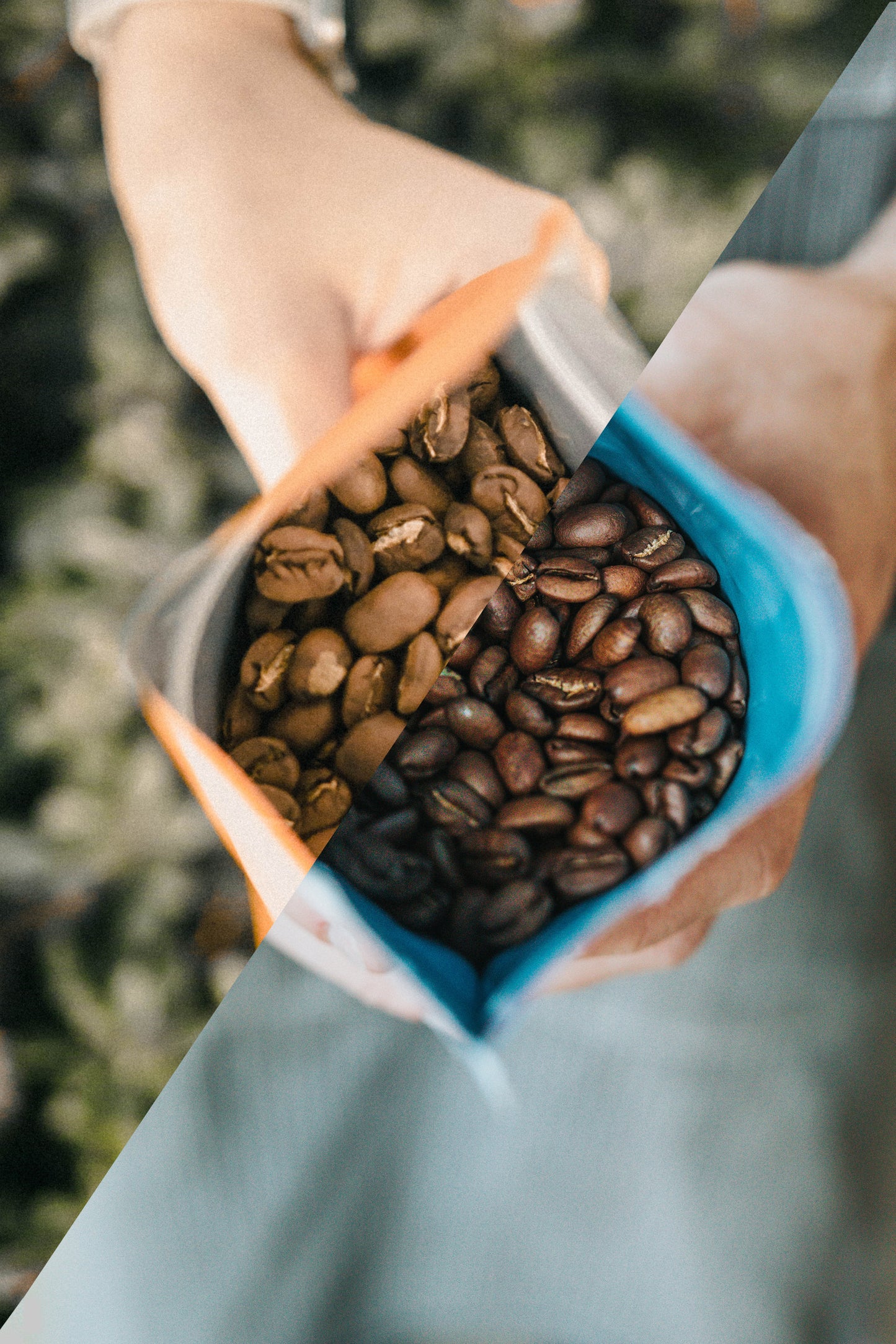 Medium + Dark - Coffee Collective